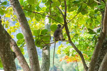 Dusky leaf Langur monkey (Trachypithecus obscurus) hang and eat green leaves on the tree at Railay beach, Krabi, Thailand