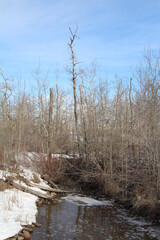 March On The Creek, Pylypow Wetlands, Edmonton, Alberta