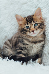 Cute dark grey charcoal long-haired bengal kitten sitting on a furry white blanket.
