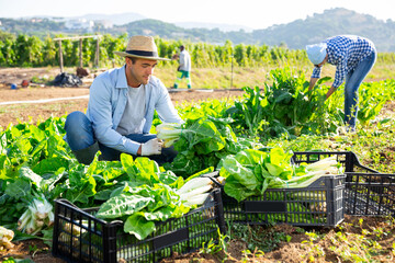 Young amateur gardener harvesting ripe green chard on his vegetable garden on summer day