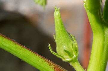 closeup of budding okra plant