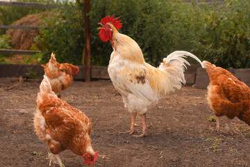 White rooster and hens walk around the farm in summer.
