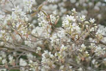 Spring branch with white flowers without leaves