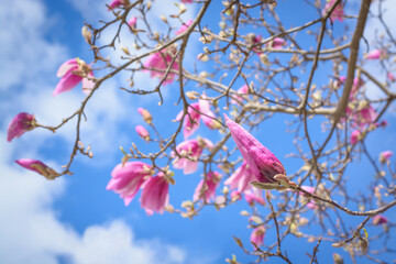 Background with purple magnolia bud and blue sky