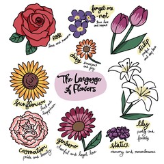 The language of flowers set vector illustration - 493873327