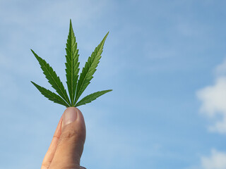 Fototapeta na wymiar Close-up of hand holding cannabis leaf with a blue sky and clouds background