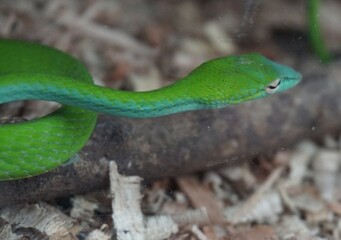 big size python anaconda green colour motif 