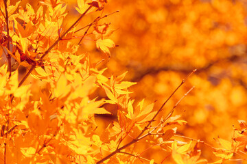 Autumn leaves nature background - 493875346