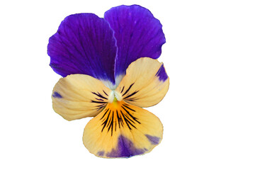Blue yellow pansy Isolated