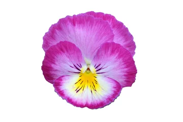 Fotobehang Pink pansy Isolated © jerzy