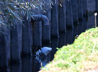 水路に潜って餌を探すコサギ