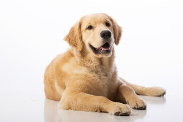 7 month old healthy pure bred golden retriever puppy dog. Portrait on seamless white background.  - obrazy, fototapety, plakaty