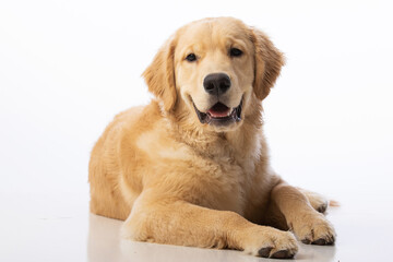 7 month old healthy pure bred golden retriever puppy dog. Portrait on seamless white background. 