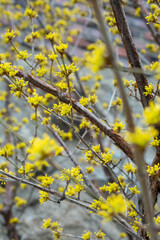 봄의 시작을 알리는 개나리꽃봉오리