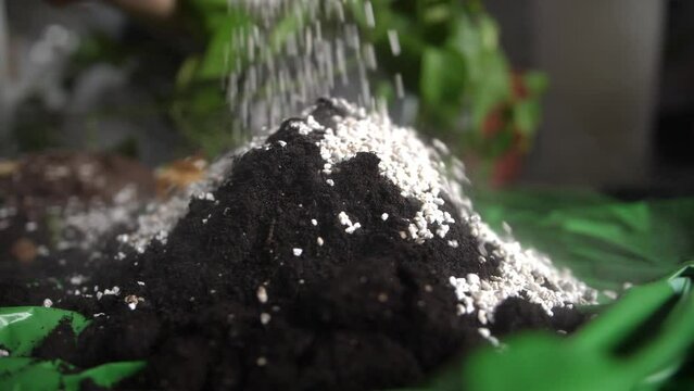 scattering perlite grains over soil for plants, gardening mixture. Close up