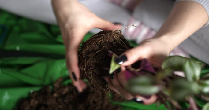 Plant transplantation process. home gardening, pot flower. High angle view