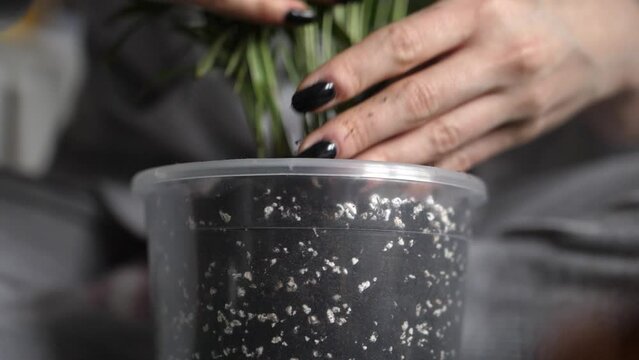 black nailed woman hands adding soil with perlite into potted plant. close up view, slowmotion