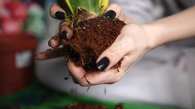 female hands with black nails taking care of plant root for transplantation, close up