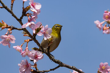 日を浴びて咲く梅の花とメジロ
