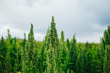 Campos de quinua en los Andes del Perú. Concepto de alimentos