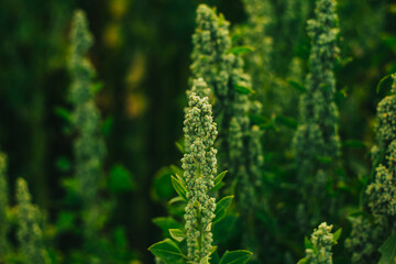 Campo de quinua roja y amarilla en los andes de Peru. 