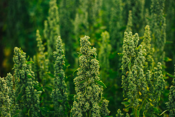 Campo de quinua roja y amarilla en los andes de Peru. 