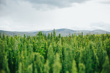 Campo de quinua roja y amarilla en los andes de Peru. 