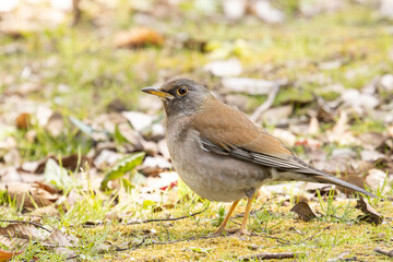 地面の虫を探しているシロハラ