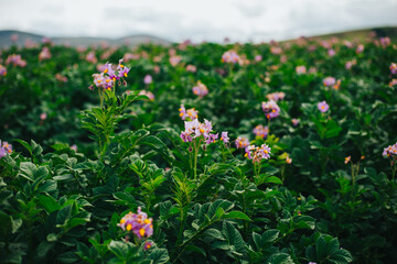 Campos de Papa con flor morada en un valle de los Andes de Peru.