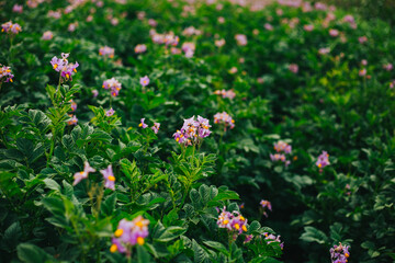 Campos de Papa con flor morada en un valle de los Andes de Peru.