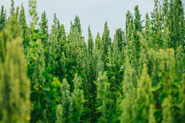 Campo de quinua roja y amarilla en los andes de Peru. 