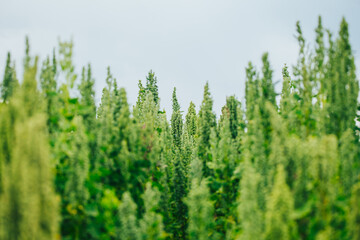 Campo de quinua roja y amarilla en los andes de Peru. 