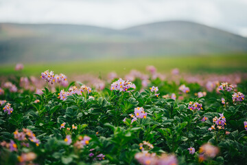 Campos de Papa con flor morada en un valle de los Andes de Peru.