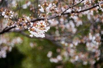 桜・花・咲く・春・日本