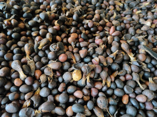 Palm kernal seeds with uncracked kernals and thick shells in cargo trucks.
