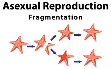 Asexual reproduction fragmentation with starfish - obrazy, fototapety, plakaty