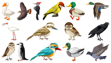 Obraz na płótnie Canvas Different kinds of birds collection