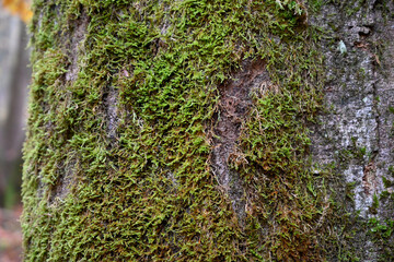 Baum bewachsen mit Moos