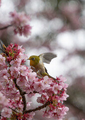 満開の桜の木にとまっている可愛いメジロ