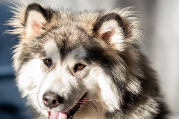 Smiling Malamute in the sunlight. Adorable cute doggy with brown loving eyes and grey fluffy fur on ears. Selective focus on the details, blurred background.
