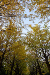 紅葉