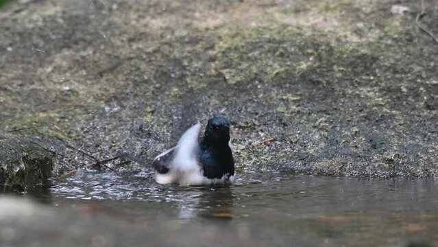A male individual bathing in a birdbath in the forest, Oriental Magpie-robin Copsychus saularis, Thailand.