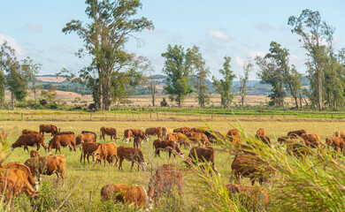 Extensive beef cattle breeding fields in the State of Rio Grande do Sul, Brazil