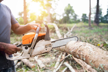 A lumberjack saw a tree with an electric chainsaw to make logs for lumber mills.
