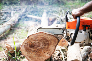 A lumberjack saw a tree with an electric chainsaw to make logs for lumber mills.