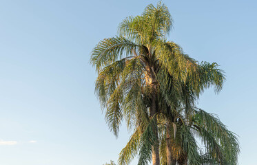 Fototapeta na wymiar Syagrus romanzoffiana palm tree