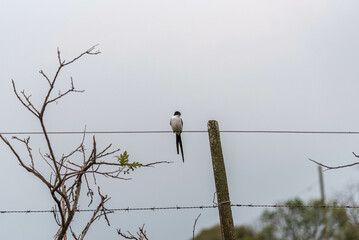 Tyrannus savannah bird perched on rural fence wire