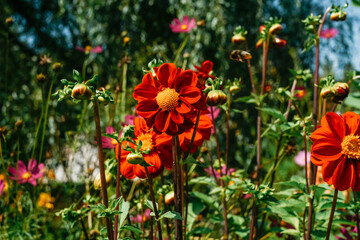 Flowers front view, beautiful festive natural background.