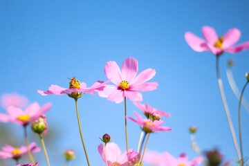 Ligh pink cosmos bipinnatus flowers with yellow pollen blooming in garden on bright blue sky background © Amphawan