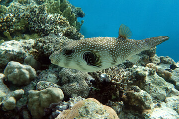 White-spotted puffer on coral reef,Red sea